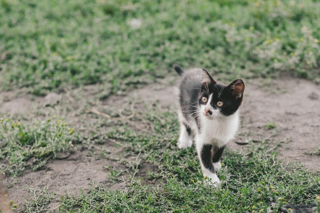 Foto gato branco preto anda na grama verde vívida num dia de primavera em uma vila