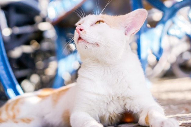 Gato branco relaxando no fundo desfocado