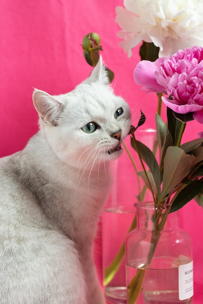 Gato branco rói peônias rosa em um fundo rosa Raça de chinchila prata britânica