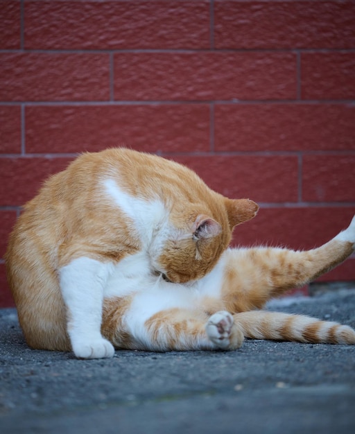 Gato branco ruivo adulto senta-se na rua