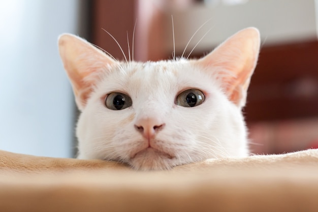 Gato branco se escondendo atrás de um pano, olhou para scout para a câmera com desconfiança.