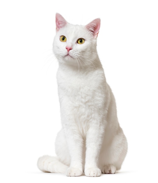 Gato branco sem raça definida, isolado no branco