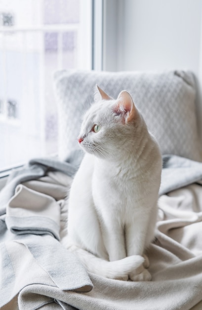 Gato branco sentado no peitoril da janela