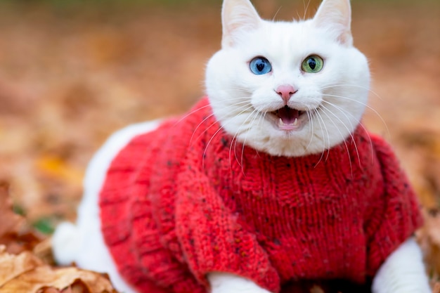 Gato branco sorridente, olhos multicoloridos, raça angorá. senta-se na folhagem do parque em um dia de outono. animal com um suéter na rua. o animal de estimação brinca em bordo vermelho e amarelo.
