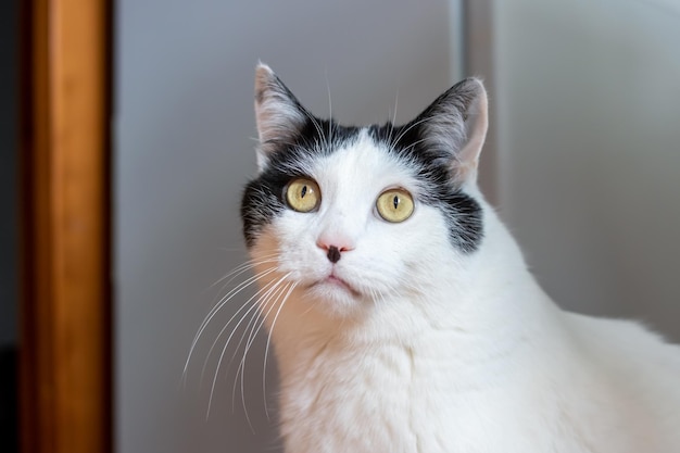 Gato branco surpreso em casa closeup retrato