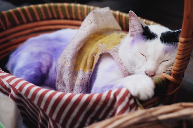 Gato branco tailandês bonito dormindo na cesta de madeira e aplique roxo para tratar doenças de pele do gato.