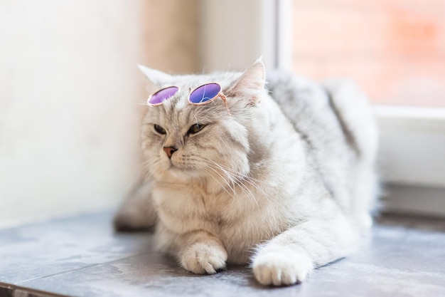 Gato branco usando óculosconceito de moda para animais de estimaçãoGato fofinho branco britânico liso