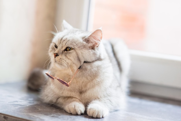 Gato branco usando óculosconceito de moda para animais de estimaçãoGato fofinho branco britânico liso