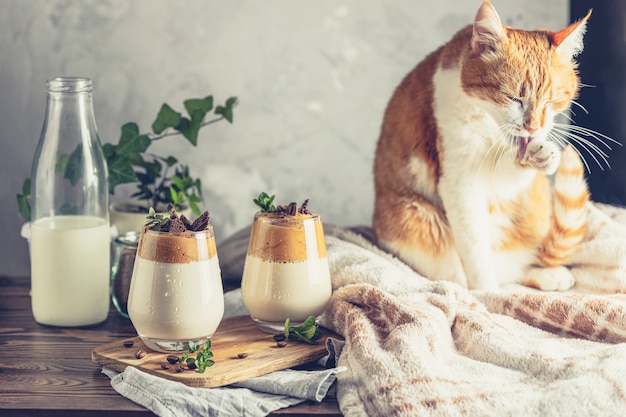 Gato branco vermelho bonito relaxado perto de dois copos de café Dalgona gelado na superfície de madeira escura