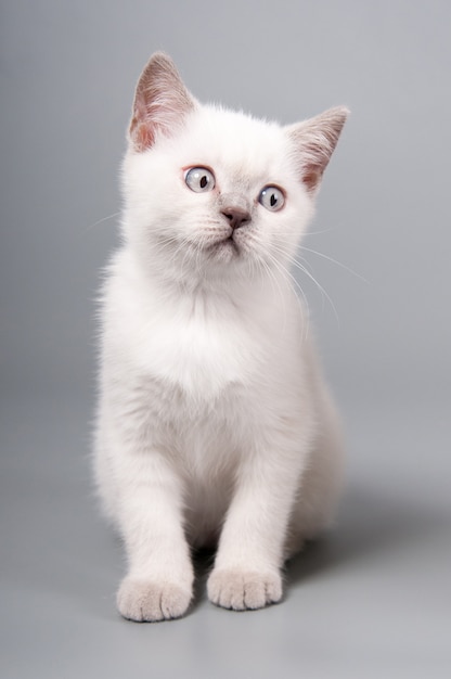 Foto gato branco