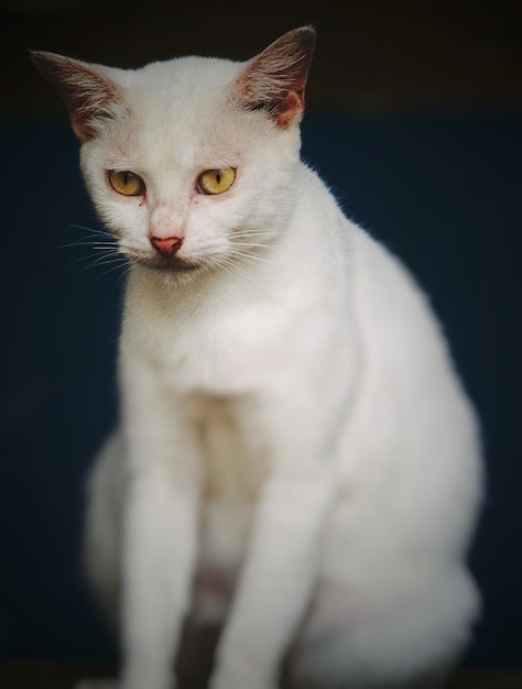 gato branco