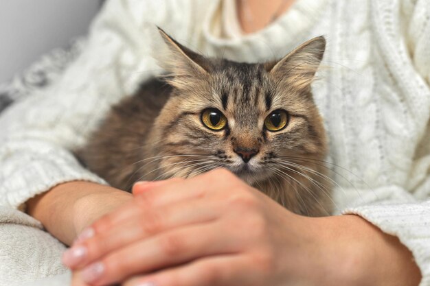 Foto el gato está en los brazos del dueño una niña sostiene un gato atigrado esponjoso