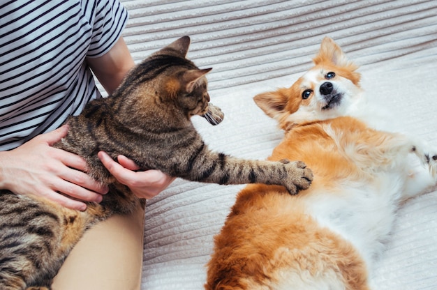 Gato en los brazos de un hombre juega con un perro acostado a su lado. Perro y gato de concepto