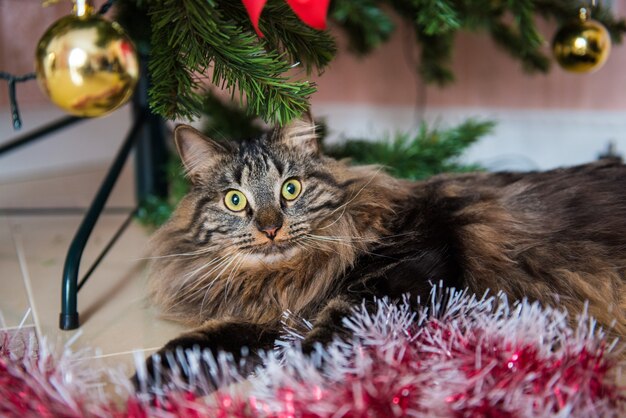 Gato brinca com brinquedos de árvore de Natal.