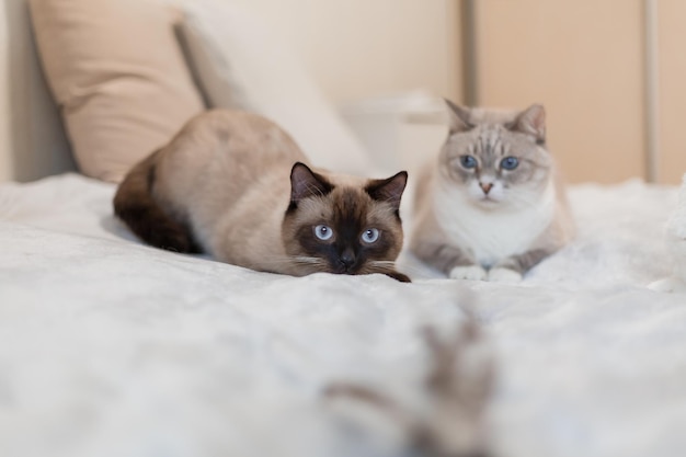 Gato brincalhão com olhos azuis penetrantes em casa Perfeito para ilustrar conceitos de curiosidade explora