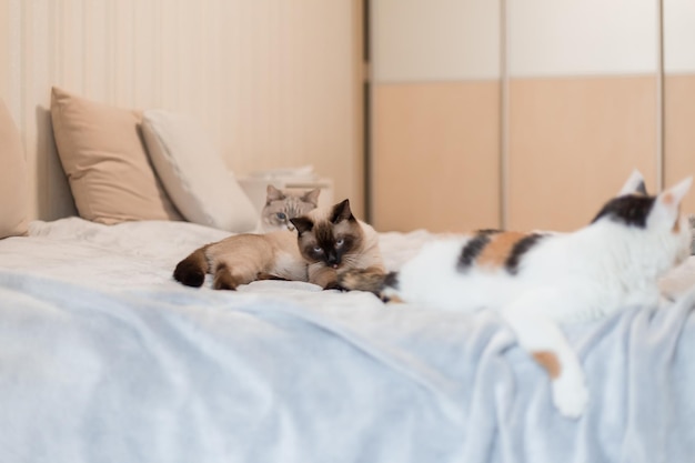 Gato brincalhão com olhos azuis penetrantes em casa Perfeito para ilustrar conceitos de curiosidade explora