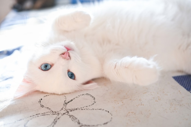 Gato brincalhão fofo branco engraçado deitado na cama