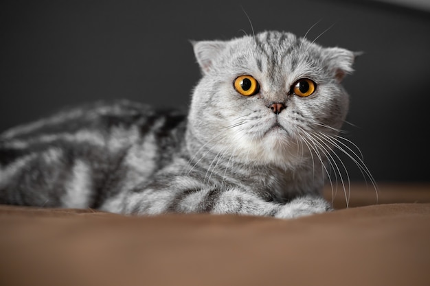 Gato brincalhão scottish fold na cama. o gato do scottish fold do close up é tão fofo.