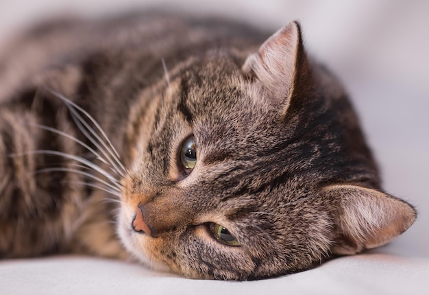 Gato brincando com bola de lã vermelha