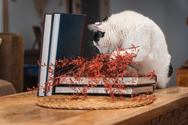 gato brincando com flores