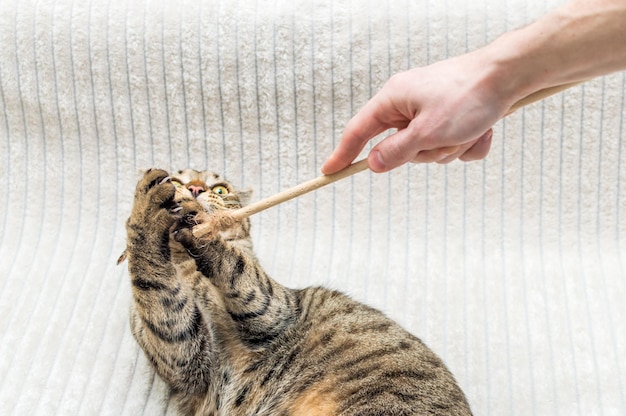 Gato brincando na cama com o dono