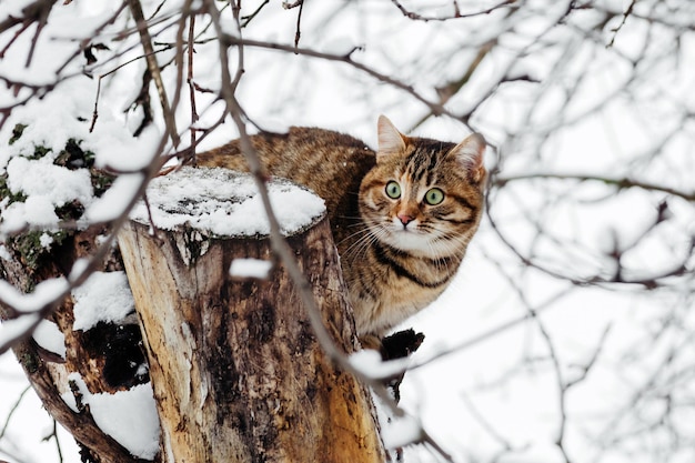 Gato brincando na neve no inverno