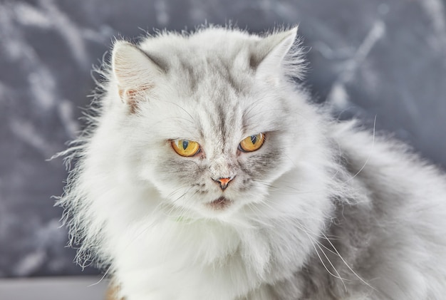 Gato británico blanco con ojos amarillos sobre gris