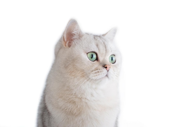 Un gato británico blanco con ojos verdes sobre un fondo blanco.