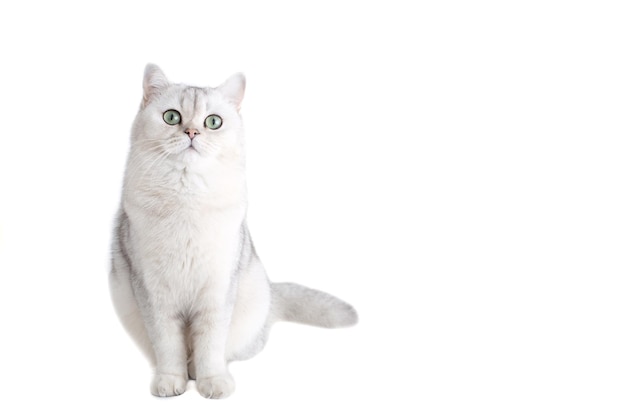 Gato británico blanco sentado aislado sobre fondo blanco.