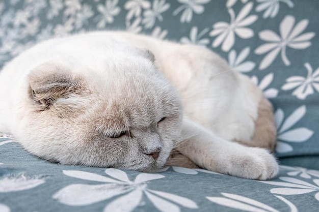 Gato britânico branco doméstico de cabelos curtos engraçado dormindo dentro de casa em casa Gatinho descansando e relaxando no sofá azul Cuidados com animais de estimação e conceito de animais