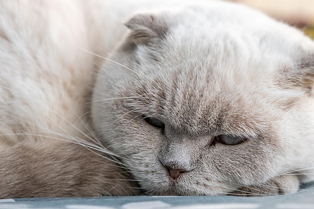 Gato britânico branco doméstico de cabelos curtos engraçado dormindo dentro de casa em casa Gatinho descansando e relaxando no sofá azul Cuidados com animais de estimação e conceito de animais