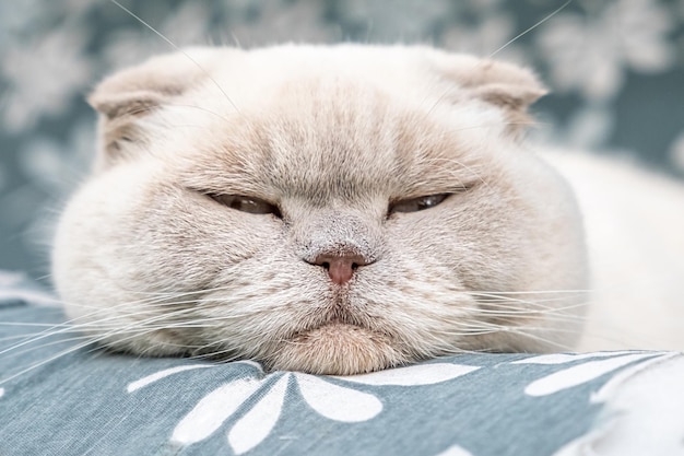 Gato britânico branco doméstico de cabelos curtos engraçado dormindo no interior em casa gatinho descansando e relaxando em bl