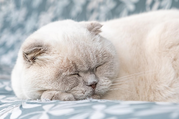 Gato britânico branco doméstico de cabelos curtos engraçado dormindo no interior em casa gatinho descansando e relaxando em bl