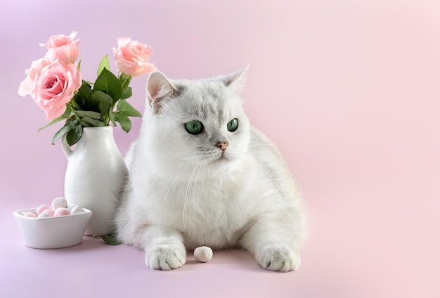 Gato britânico branco e buquê de rosas em um vaso em um cartão de fundo roxo