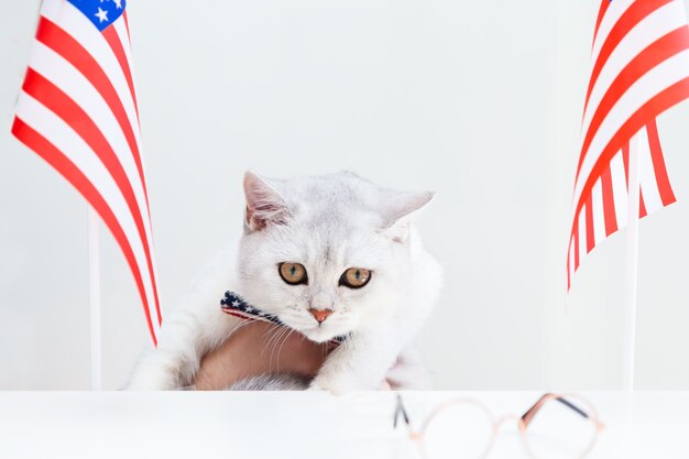 Gato britânico branco em uma gravata borboleta em cima da mesa com bandeiras americanas. Humor. Patriotismo. Conceito do Dia da Independência.