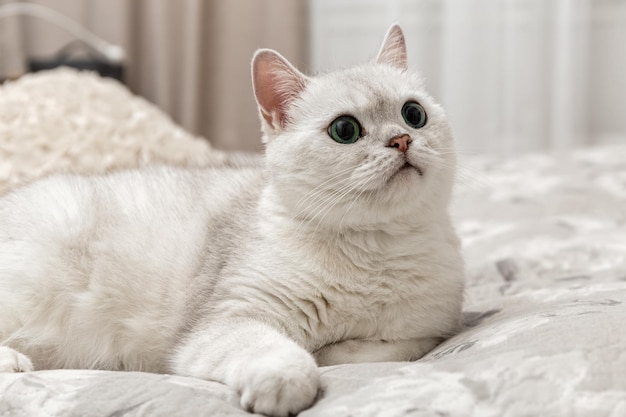 Gato britânico branco está sentado na cama. Como desmamar um gato da cama. Chinchila prateada. Raça de gato. foto