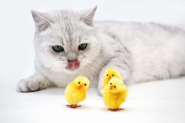 Gato britânico branco olha para galinhas decorativas de galinhas amarelas photo