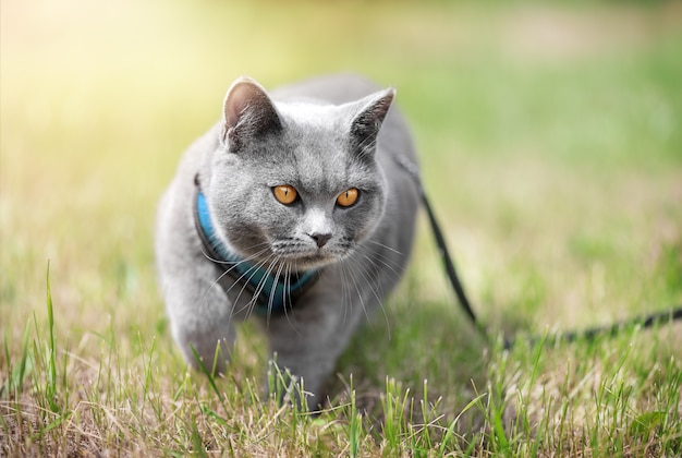 Un gato británico camina con una correa sobre la hierba