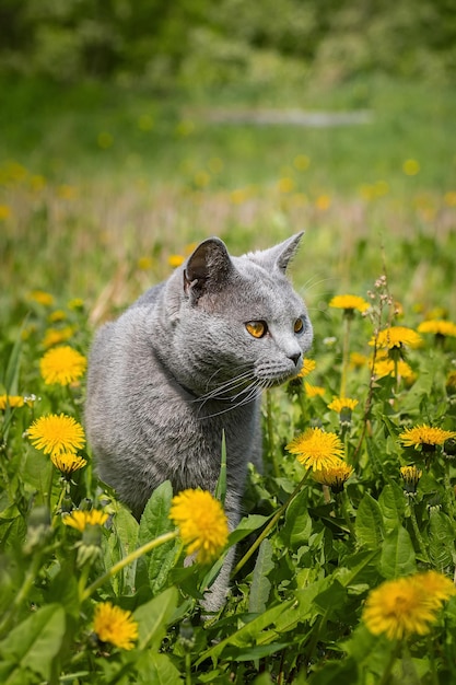 El gato británico camina por la hierba verde