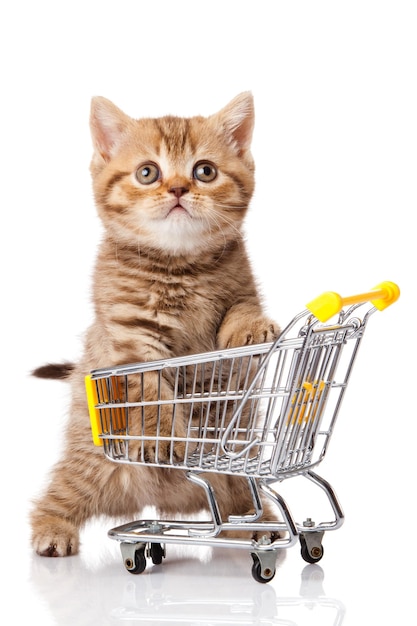 Gato británico con carrito de compras aislado en gatito blanco aislado