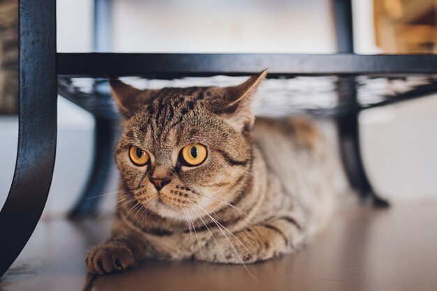 gato británico en casa sentado debajo del armario.