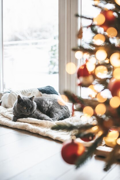 Gato britânico cinza deitado sobre um cobertor perto da árvore de Natal