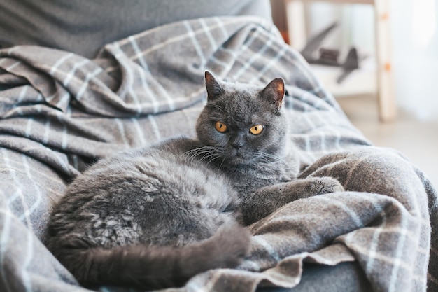 Gato britânico cinza em um cobertor