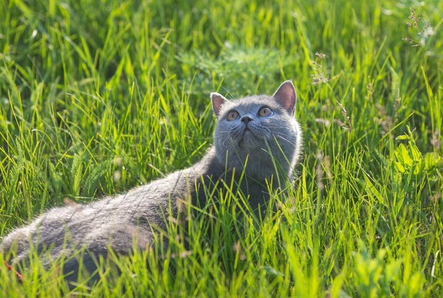 Gato britânico cinza na grama