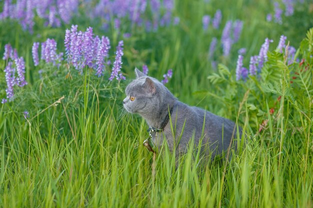 Gato britânico cinza na grama