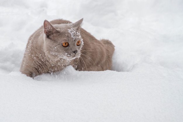 Gato britânico com grandes olhos amarelos na neve do inverno. Closeup, foco seletivo