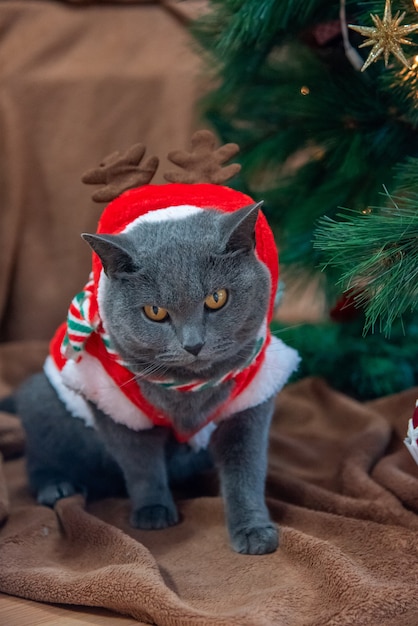 Gato britânico com vestido de rena de natal