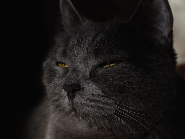 Gato britânico de cabelo curto cinza com olhos verdes brilhantes retrato de gato olhos de gato verde em um fundo escuro close-up capa de protetor de tela de fundo de animal de estimação lindo rosto de gato