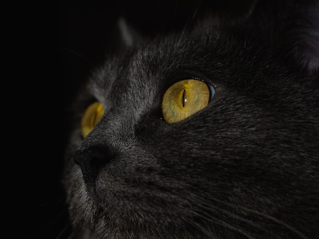 Foto gato britânico de cabelo curto cinza com olhos verdes brilhantes retrato de gato olhos de gato verde em um fundo escuro close-up capa de protetor de tela de fundo de animal de estimação lindo rosto de gato