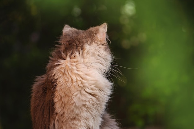 Gato britânico de cabelos compridos no jardimBelo gato bicolor cinza e branco Kitten curioso olhando com olhos enormes